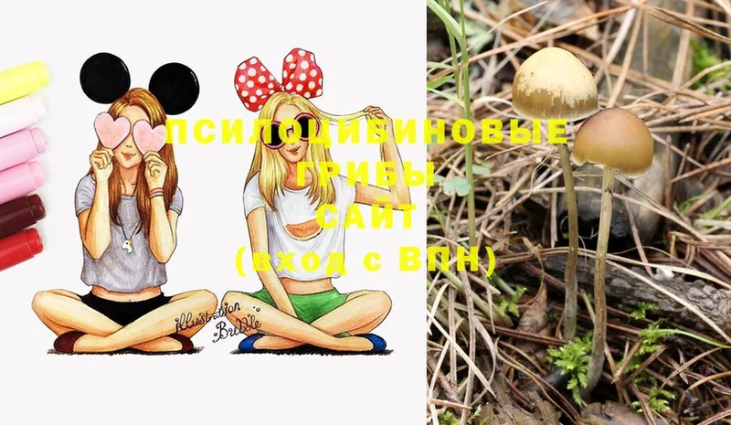 Псилоцибиновые грибы Magic Shrooms  Тулун 